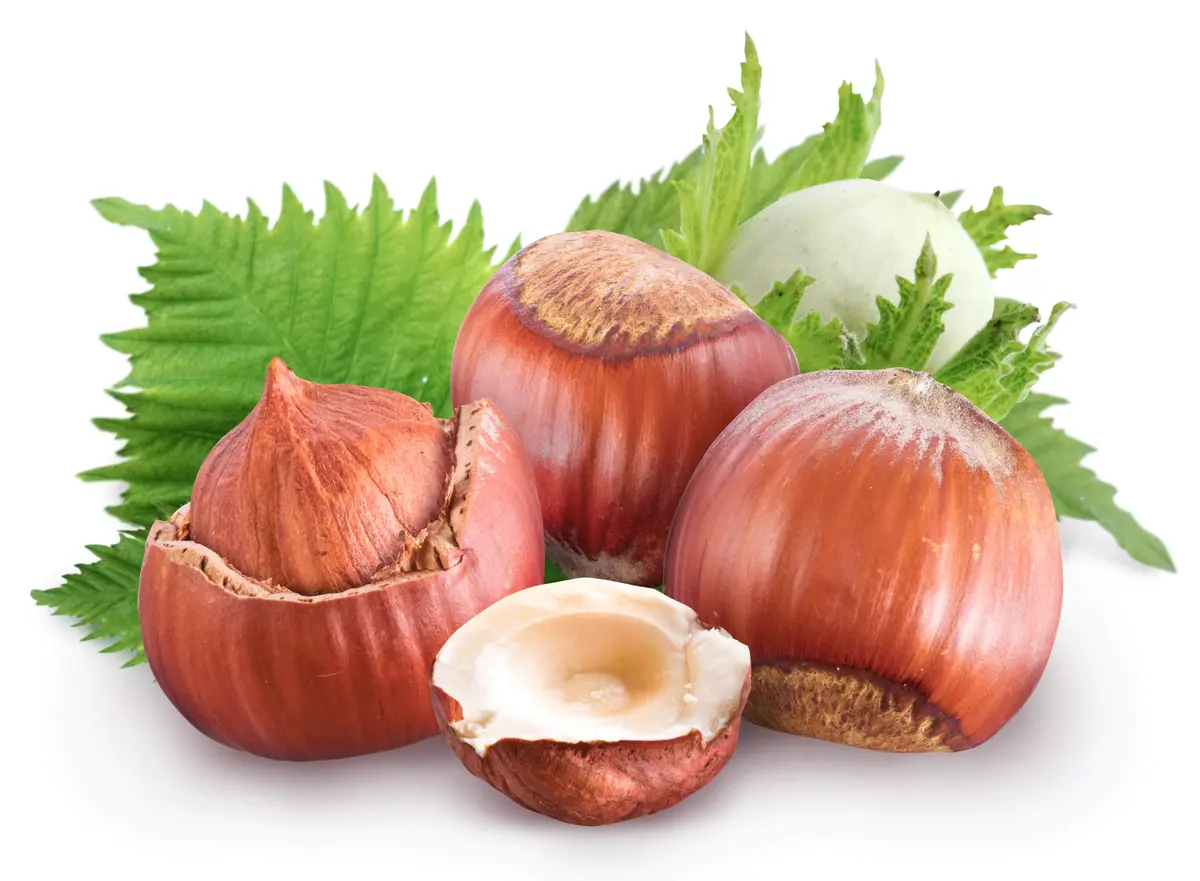 The Beast® Hazelnut Tree The Beast® Hazelnut Tree