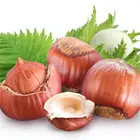 The Beast® Hazelnut Tree