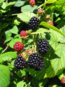 Ouachita Thornless Blackberry Plant Ouachita Thornless Blackberry Plant