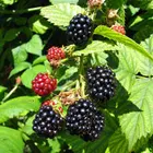 Ouachita Thornless Blackberry Plant