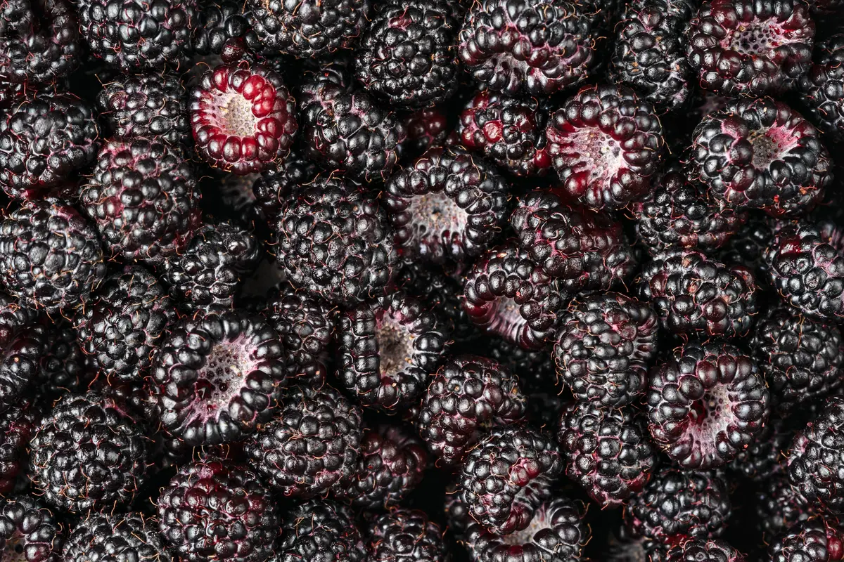 Jewel Black Raspberry Plant Jewel Black Raspberry Plant