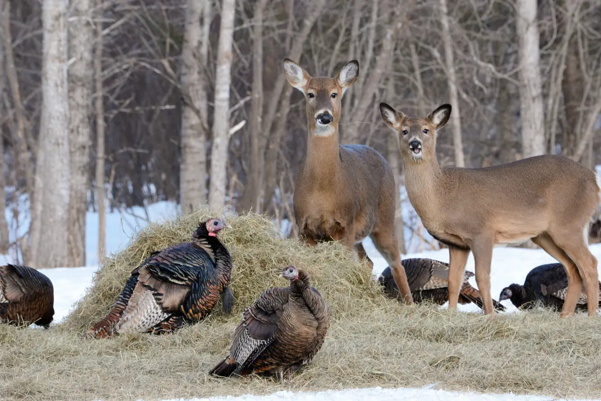 Wildlife Collection Wildlife Collection