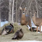 Wildlife Collection