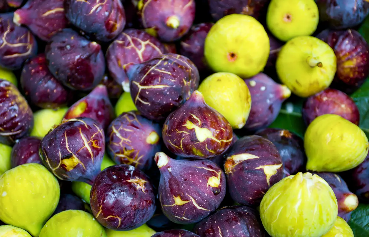 Fig Lovers Fig Lovers