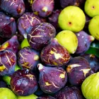 Fig Lovers