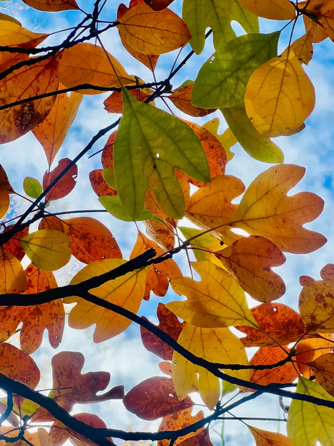 Sassafras Tree Sassafras Tree