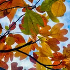 Sassafras Tree