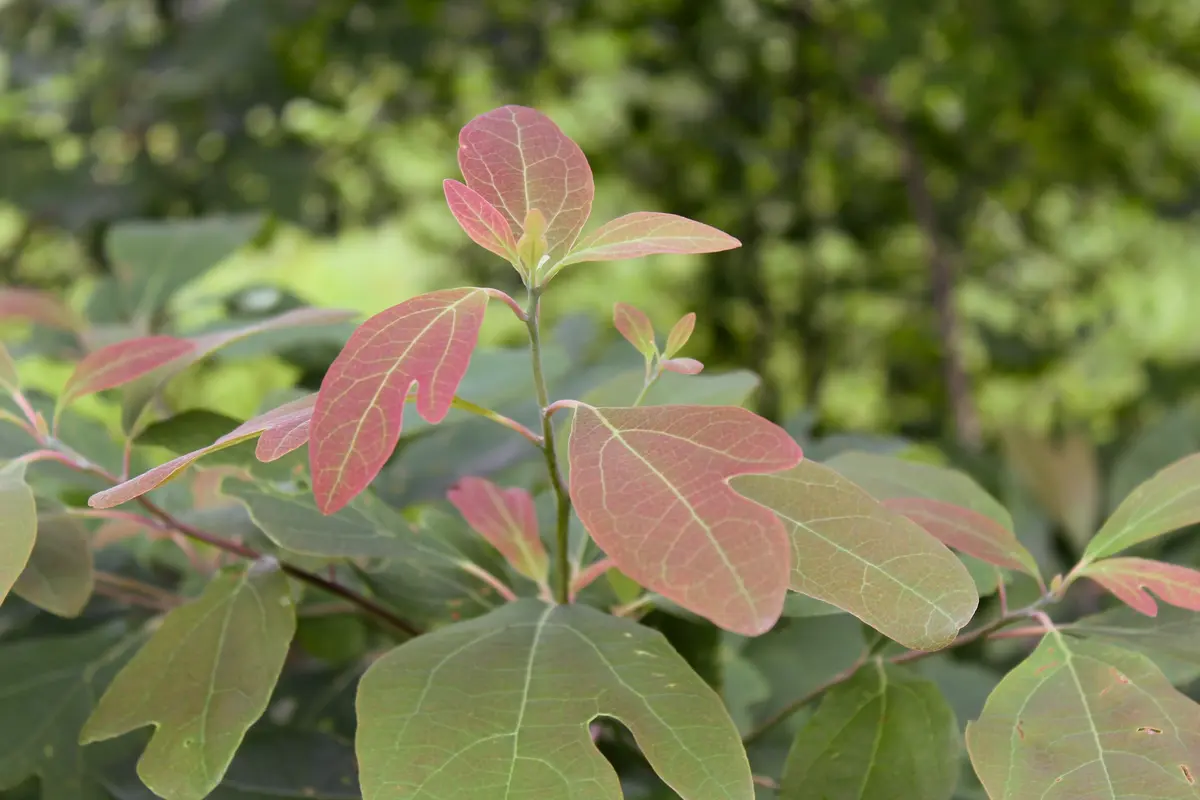 Sassafras Tree Sassafras Tree