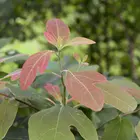 Sassafras Tree