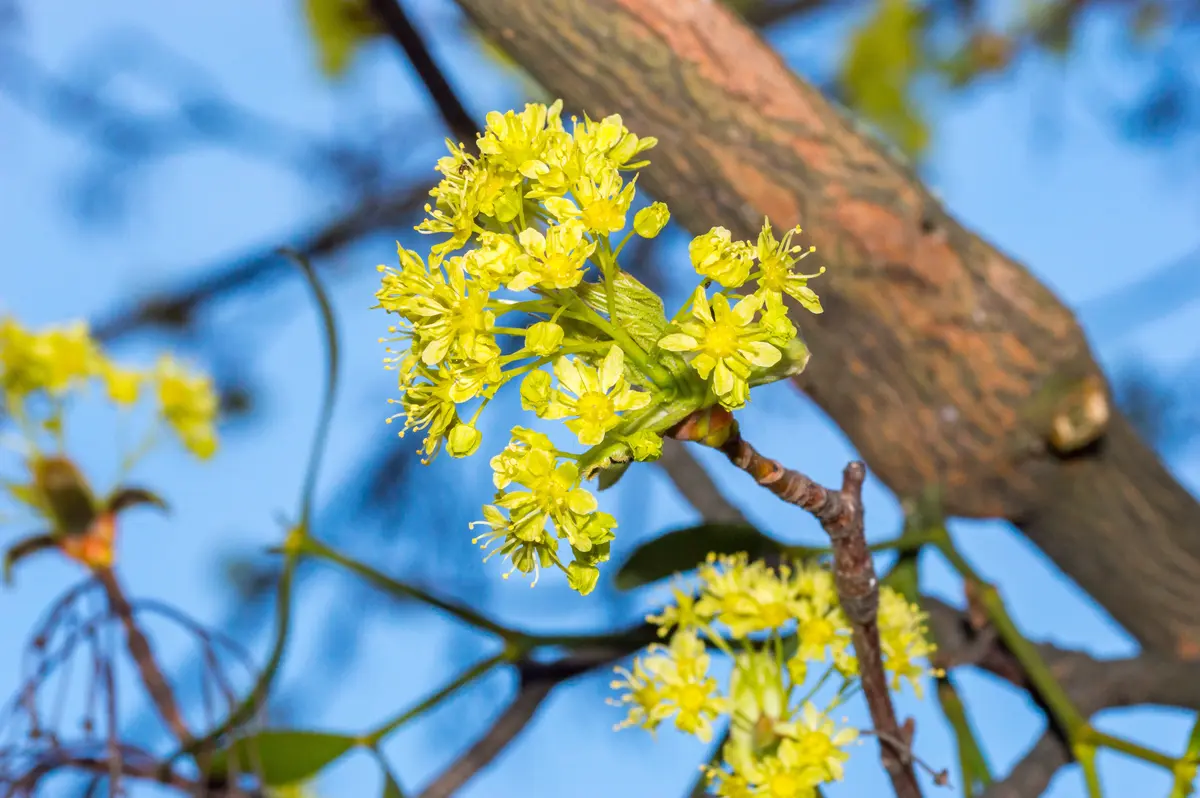 Sassafras Tree Sassafras Tree
