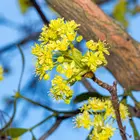 Sassafras Tree