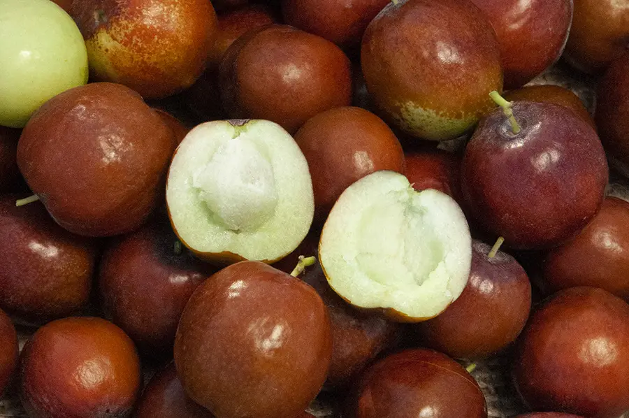 Honey Jar Jujube Tree Honey Jar Jujube Tree