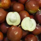 Honey Jar Jujube Tree