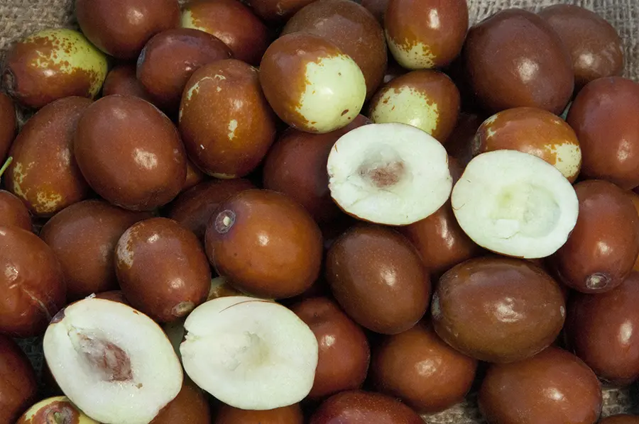 Sugar Cane Jujube Tree