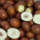 Sugar Cane Jujube Tree