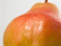 Bartlett Pear Tree