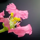 Barbados Cherry