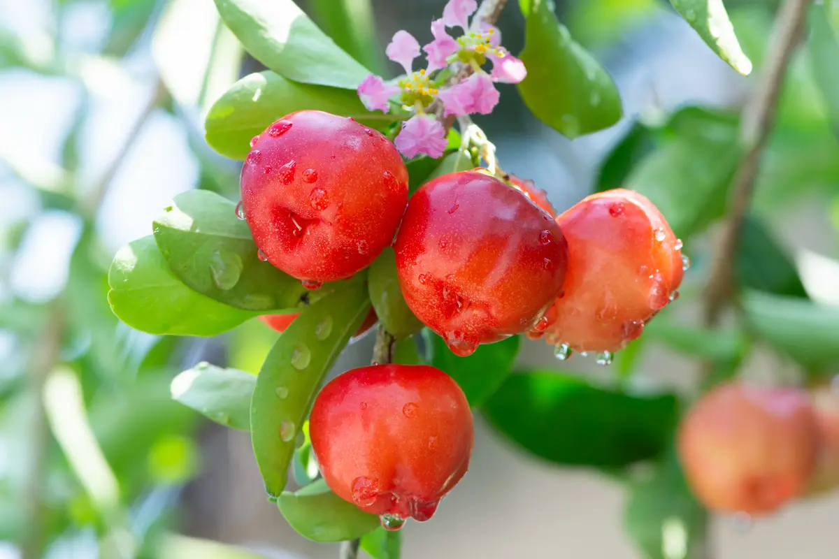 Barbados Cherry Barbados Cherry