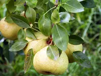 Orient Pear Tree