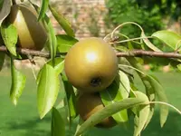 Hosui Asian Pear Tree