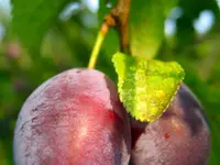 Methley Plum Tree