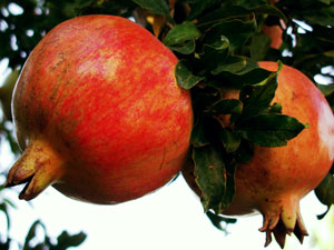 Grenada Pomegranate Tree