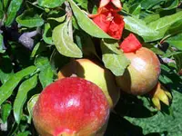 Sweet Pomegranate Tree
