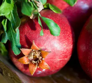 Wonderful Pomegranate Tree
