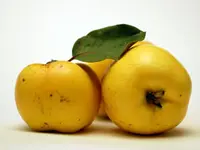 Smyrna Quince Tree