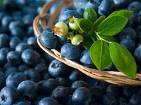 Tifblue Blueberry Plant