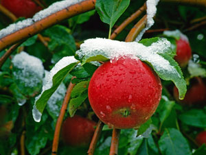 Red Rome Beauty Apple Tree