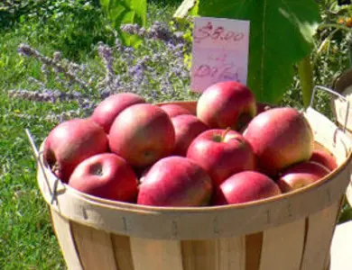 Red Rome Beauty Apple Tree