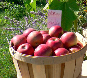 Red Rome Beauty Apple Tree
