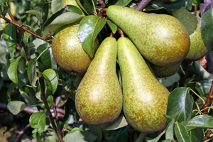 Dwarf Bosc Pear Tree - Cinnamon brown pears are some of the sweetest a –  Online Orchards