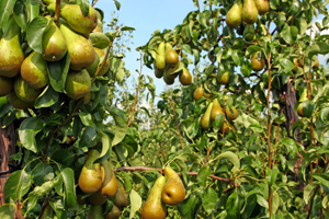 Dwarf Bosc Pear Tree - Cinnamon brown pears are some of the sweetest a –  Online Orchards