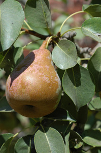 King Comice Pears