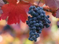Black Monukka Bunch Grape Vine