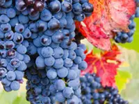 Black Monukka Bunch Grape Vine