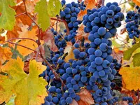 Venus Bunch Grape Vine