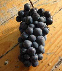 Eastern Concord Bunch Grape Vine