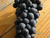 Eastern Concord Bunch Grape Vine