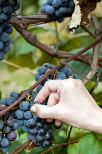 Eastern Concord Bunch Grape Vine