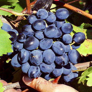 Fredonia Bunch Grape Vine