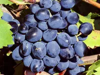 Fredonia Bunch Grape Vine