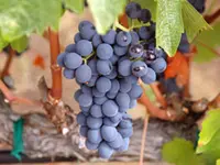 Fredonia Bunch Grape Vine