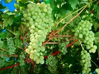 Niagara Bunch Grape Vine