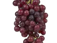 Catawba Bunch Grape Vine