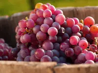 Catawba Bunch Grape Vine