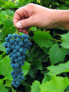Concord Seedless Bunch Grape