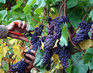 Concord Seedless Bunch Grape